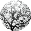 Fractal nature