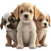 CHIOTS TOUS MIGNONS