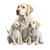 Famille Labrador