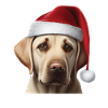 Labrador with Christmas hat