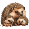 Hedgehog Family