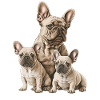 French Bulldog Family