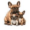 French Bulldog Family