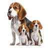 Famille Beagle
