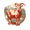 Goat red and white