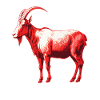 Goat red and white