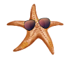 Funny starfish with sunglasses