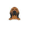 Bloodhound Dog Bloodhound