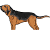 Bloodhound Dog Bloodhound