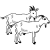 Goats white two piece