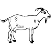 Goat white