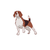 Beagle Gift Beagle Owner