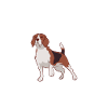 Beagle Geschenk Beagle Besitzer