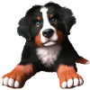 Bailey Puppy
