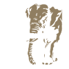Botswana - Elephant