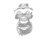 Angola - Chimpanzees