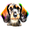 Colourful dachshund