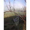 Dawn