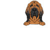 Bloodhound Dog Bloodhound