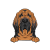 Bloodhound Dog Bloodhound