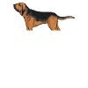 Bloodhound Dog Bloodhound