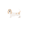 basset hound 3