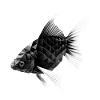 KOI