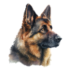 Berger allemand en aquarelle