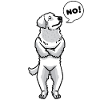 Kuvasz Dog