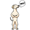 Sloughi Dog Greyhound
