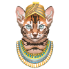 le chat sultan
