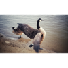 Large bird with outstretched wings