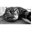 Reclining tabby cat head