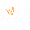 Fox Foxes Wisdom Hunter