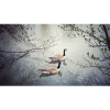 Pair of large birds