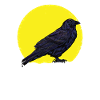 Crow / Raven: Raven Lunatic