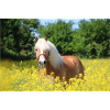 Haflinger in rapeseed