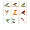 Cute Birds Collection Birdwatching
