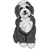 Bernedoodle Dog