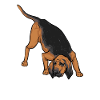 Bloodhound Dog Bloodhound