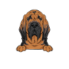 Bloodhound Dog Bloodhound