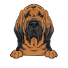 Limier Chien Limier