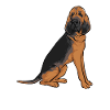 Bloodhound Dog Bloodhound