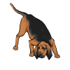 Limier Chien Limier