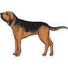 Limier Chien Limier