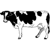 Vache à fourrure noire