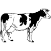 cow image looks after front
