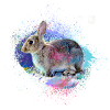 hase,graffiti,malereir,bunt,haustier,kaninchen