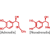 Katecholamine