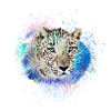jaguar,wildkatze,leopard,graffiti,bunt